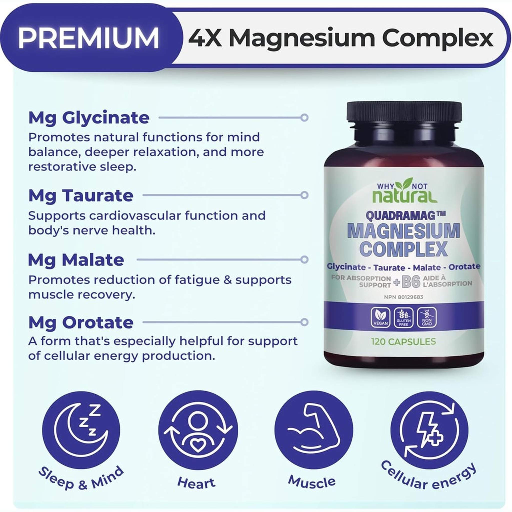 Complexe de MagnĂŠsium 4 en 1 â Glycinate, Taurate, Malate, Orotate